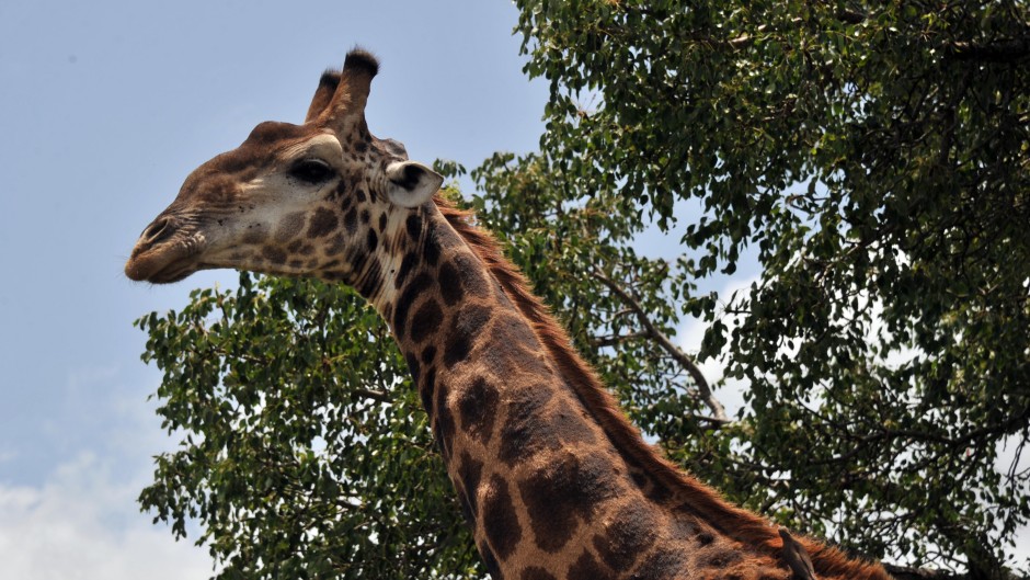 File: A giraffe in the Kruger National Park near Nelspruit, South Africa.