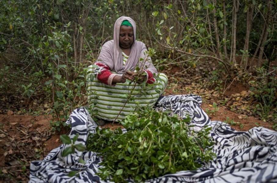 Khat prices have plunged following an overly abundant harvest