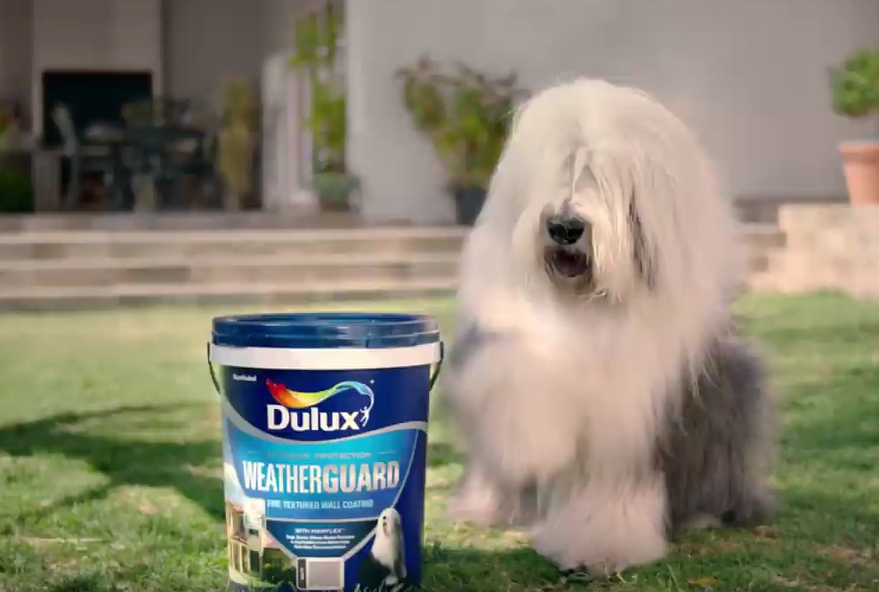 dulux paint advert dog