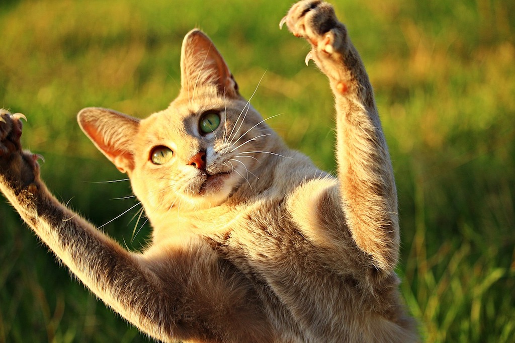Feline better: New York bans cat declawing | eNCA