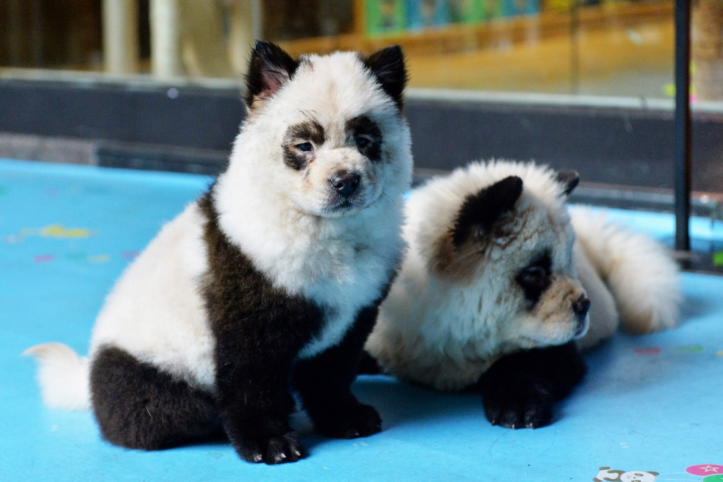 Bamboozled: 'Panda dog' cafe sparks China animal rights debate | eNCA