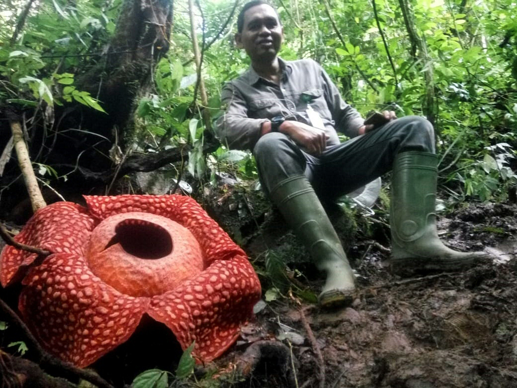 Biggest bloom: 'World's largest' flower spotted in Indonesia | eNCA