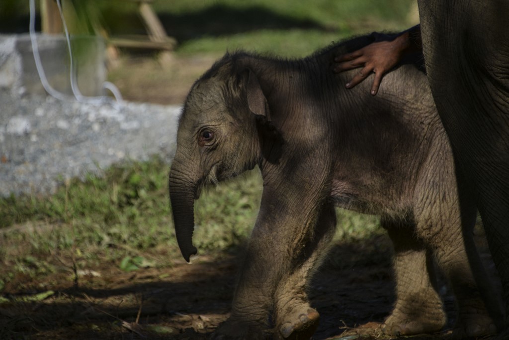 Baby elephant rejected by family dies at Swedish zoo  eNCA