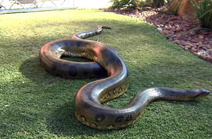 Real Life Giant Anaconda Celebrates 32 Years Enca