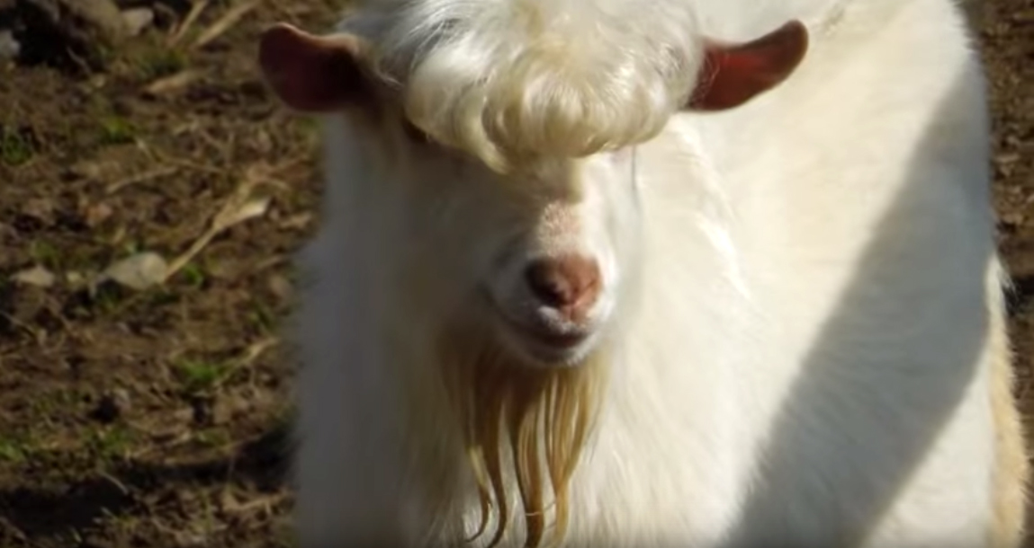 Top 83+ goat with hairstyle super hot in.eteachers