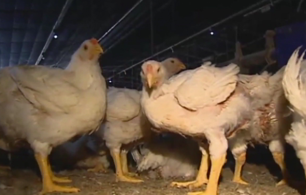 SA's poultry industry on the verge of collapse | eNCA