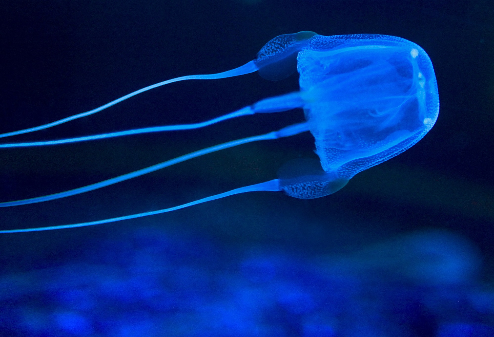 Jellyfish Poison