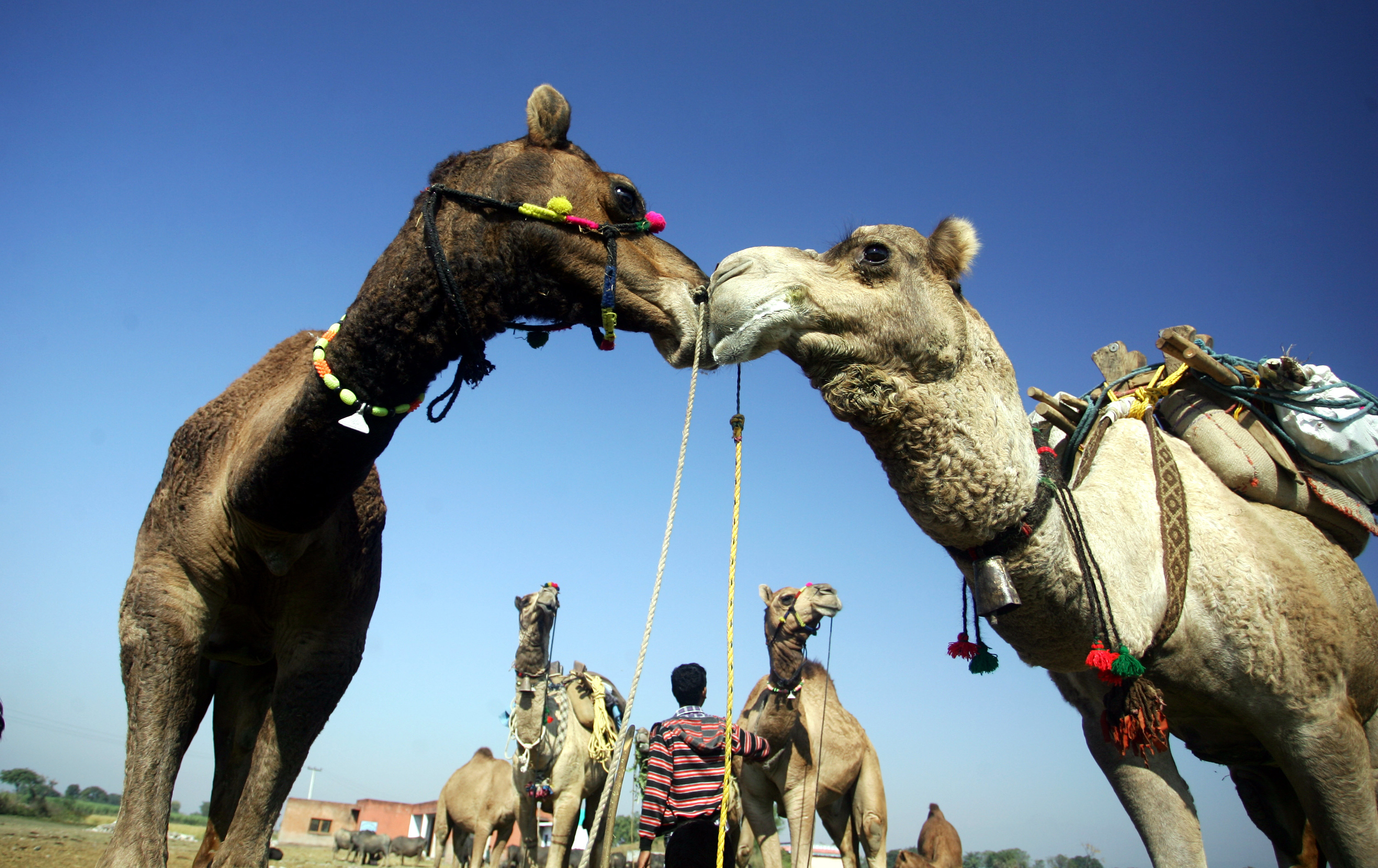 Google turns to camels to map Arabian Desert | eNCA