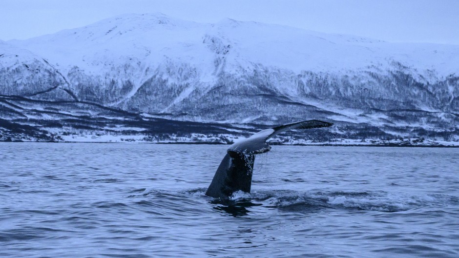  Humpback whale