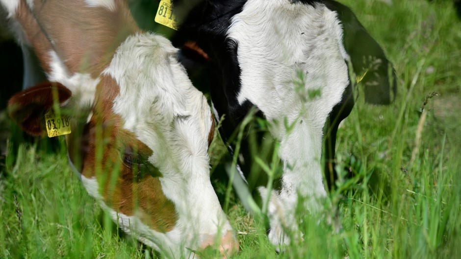 File: Cows graze on a meadow 