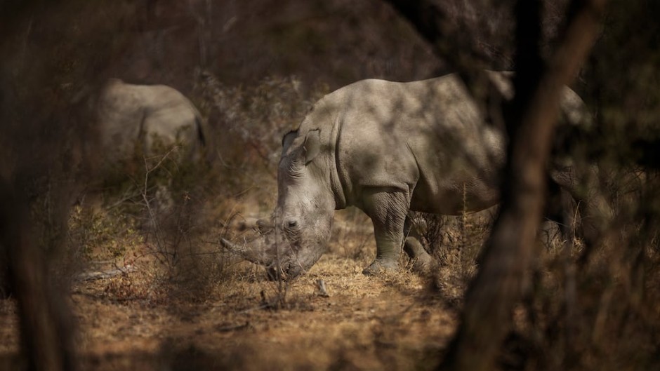 A white rhino stands during a guided safari tour at the Dinokeng Game Reserve outside Pretoria.