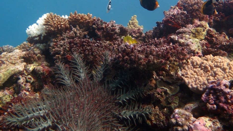 This undated handout picture received from the Institute for Marine and Antartic Studies on November 2, 2020, shows a crown of Thorns Starfish at Swains Reef, part of the Great Barrier Reef off the east coast of Australia in the South Pacific Ocean. 