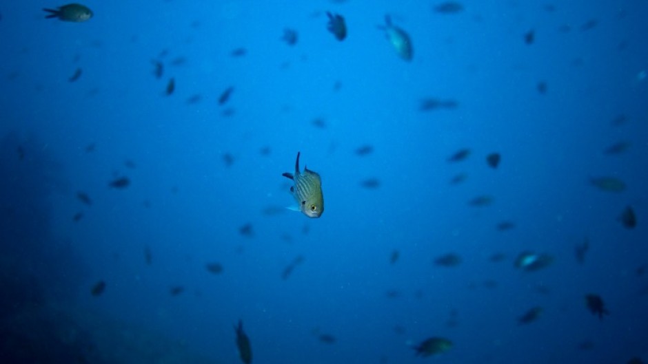 In the Mediterranean Sea, up to 90 percent of sounds in a given recording might be unidentified