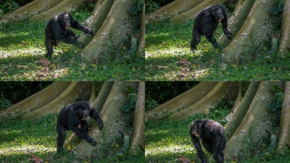 Not beating about the bush: Chimpanzees have signature styles when they drum on tree roots, researchers have found