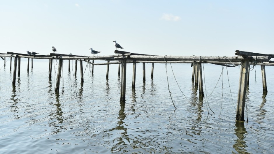 The scorching temperatures on land have generated a marine heatwave at sea