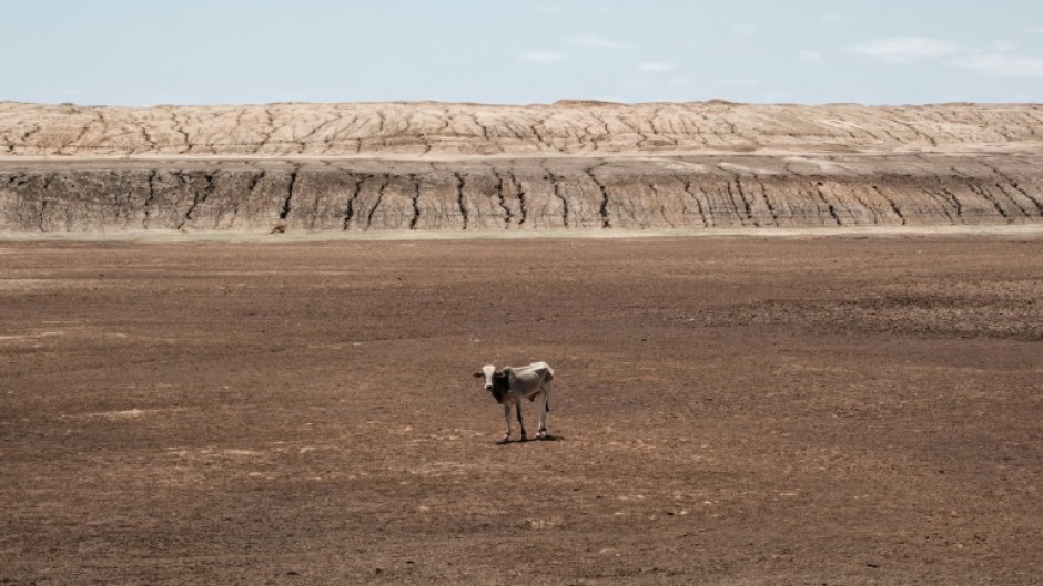 Somalia drought: An emaciated cow stands on a dried-up lake at Iresteno, a town near the Ethiopian border