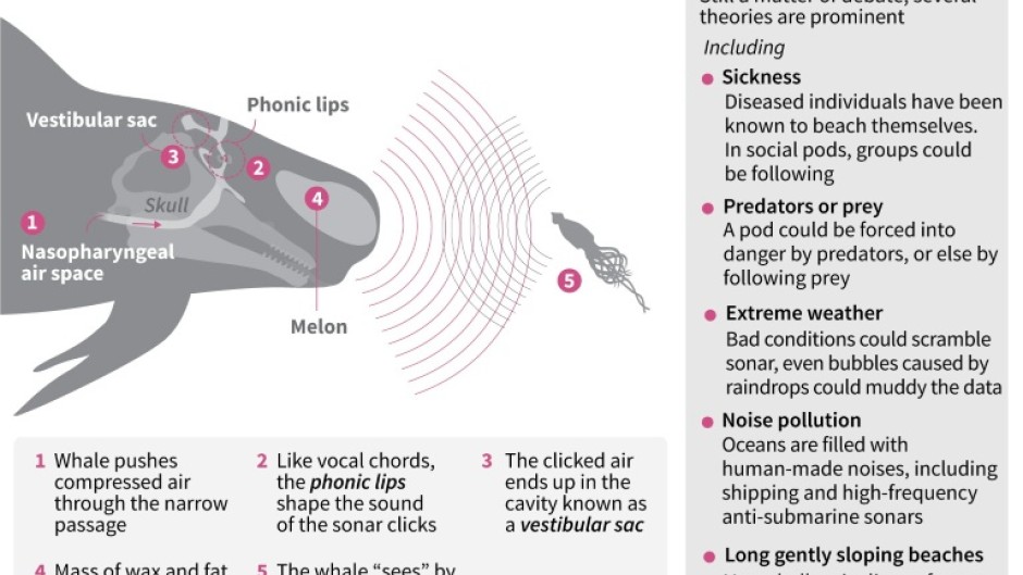 Whale sonar navigation