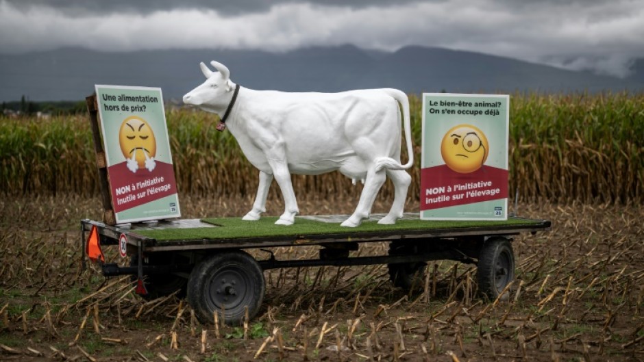 Another hotly debated topic on the ballot is a popular proposal to ban intensive livestock farming