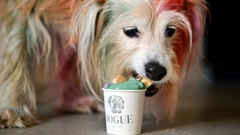 Terrier mix MJ tucks in to a dogguccino made with grass-fed pasture-raised cream infused with coconut charcoal and organic spirulina and topped with a coconut shortcrust cookie