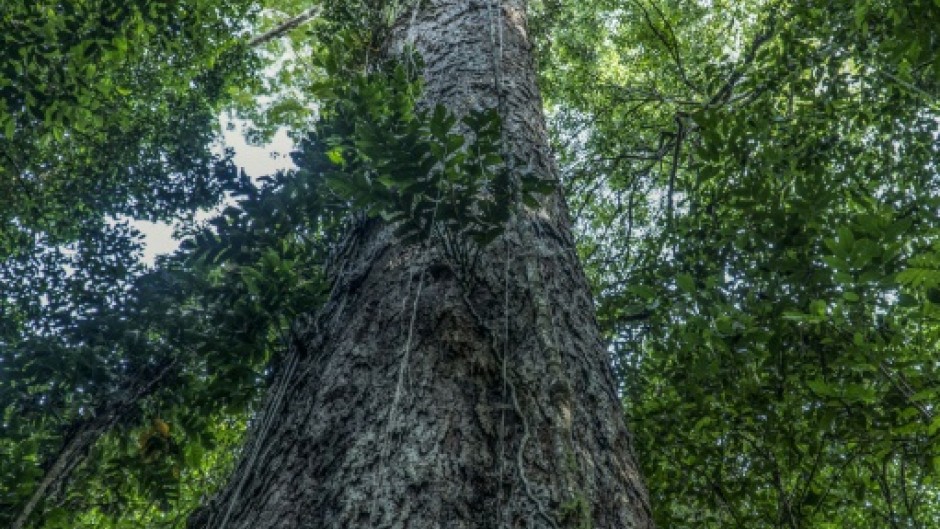 The top of this giant tree juts out high above the canopy in the Iratapuru River Nature Reserve in northern Brazil