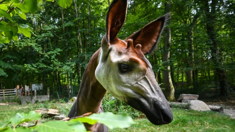 The endangered okapi is also called the forest giraffe. File picture