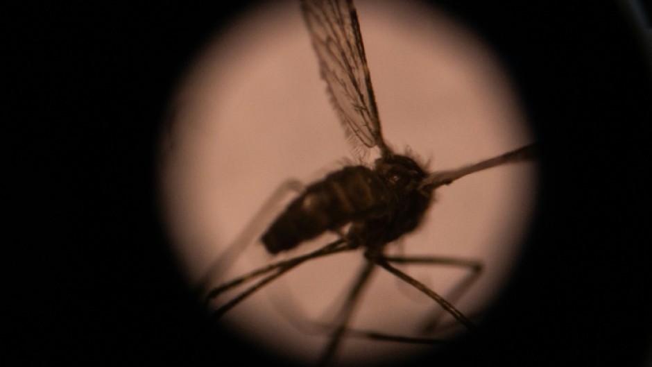 'Major threat': Over 126 million people could be a risk if Anopheles stephensi spreads widely in Africa, research has shown