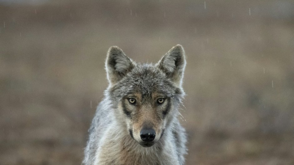 Wolves are protected animals in the Netherlands