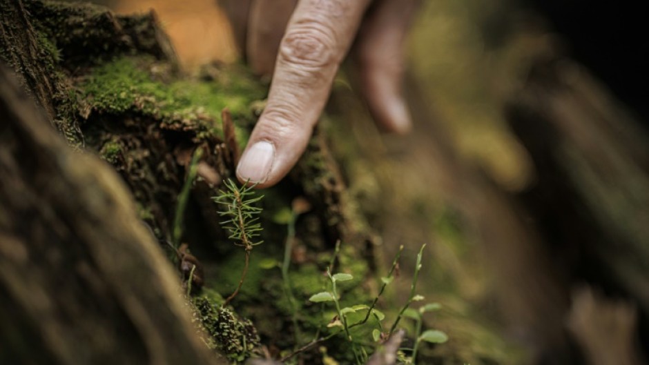 Forest ranger Francois Villard fears the spruce saplings of Risoud will not withstand global warming