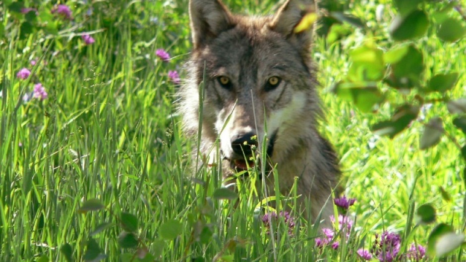 Leader of the pack? A parasite may make grey wolves in Yellowstone National Park take more risks, research suggests