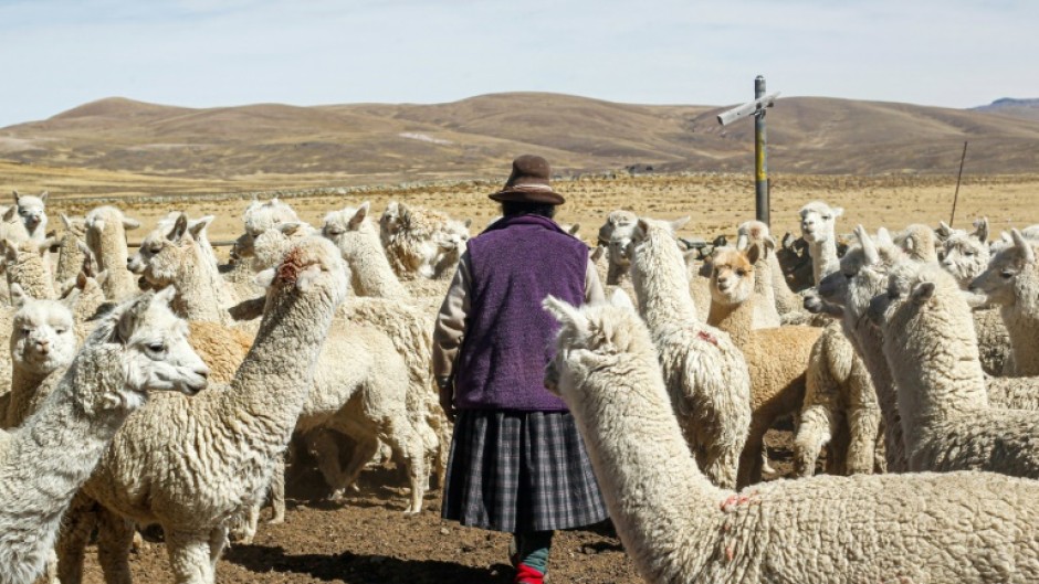 A peasant walks among her alpaca herd in Lagunillas in the Peruvian department of Puno on December 2, 2022