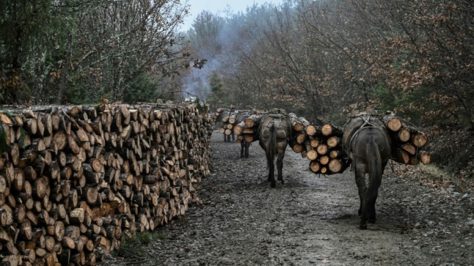 Wood is a more affordable option for people to heat their homes, loggers say