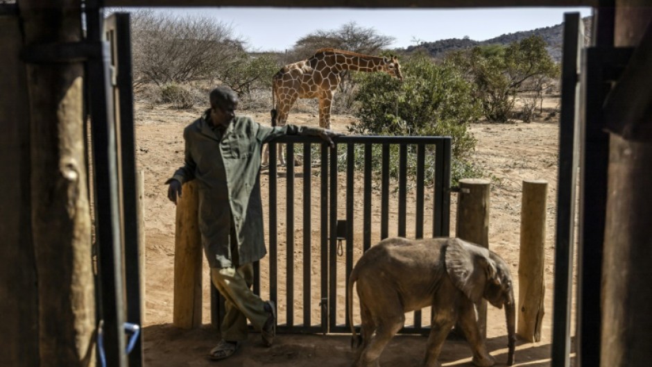 A wild giraffe grazes next to a quarantine area for elephant calves at Reteti Elephant Sanctuary in drought-hit Samburu, Kenya in October 2022