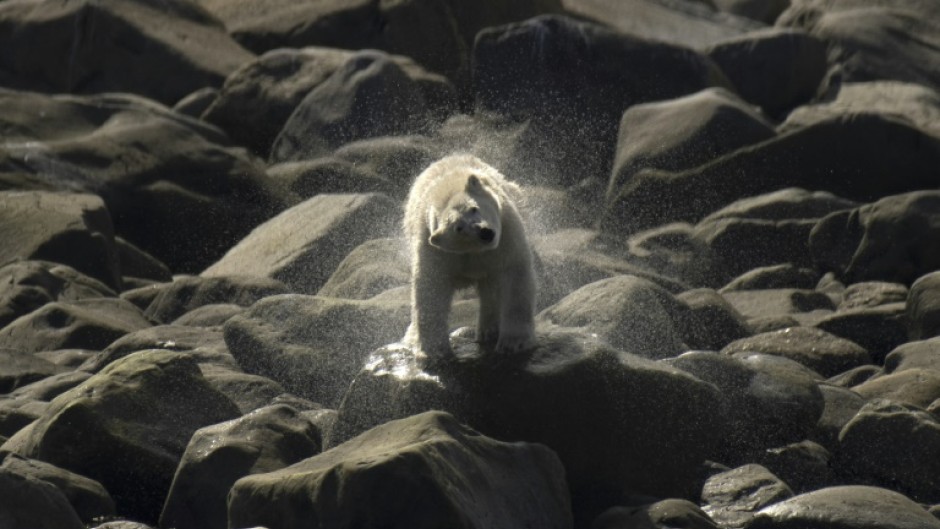 A polar bear snorts after swimming behind a pod of beluga whales passing near the shoreline of the Hudson Bay near Churchill in August 2022