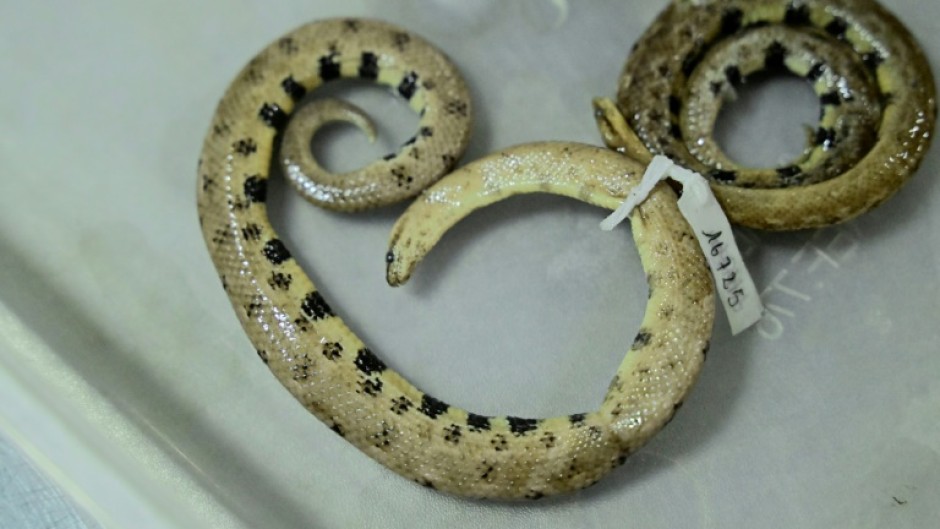 The newly discovered snake was named Tropidophis cacuangoae after early 20th century Indigenous activist Dolores Cacuango
