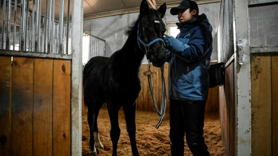 "Zhuang Zhuang", a cloned horse bred by the Chinese company Sinogene, is presented after being approved by the China Horse Industry Association. It is hoped cloning will help reduce the cost of breeding and raising horses