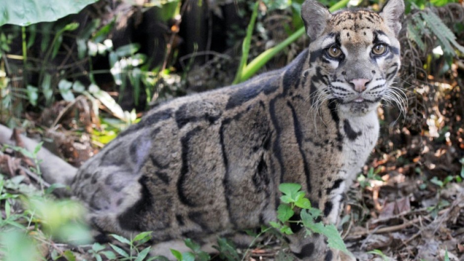 A clouded leopard is seen at the Taipei zoo