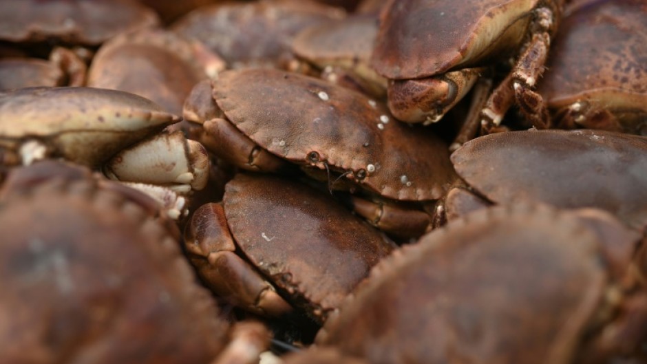 Thousands of crustaceans died off the northeast English coast in late 2021