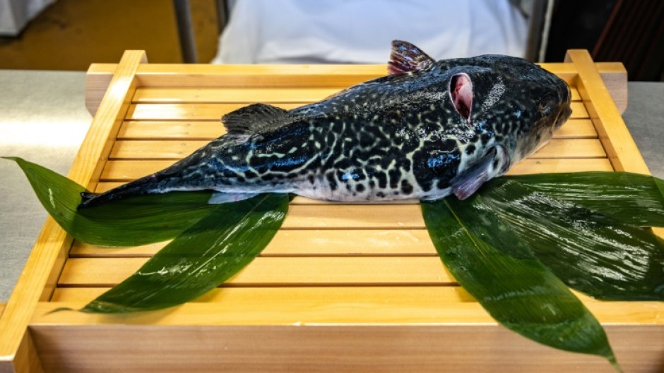 When tiger pufferfish began to appear in their catch, Fukushima's fishing community saw an opportunity
