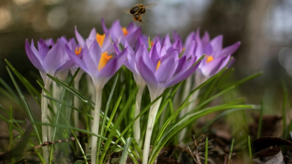 The EU estimates that pollinators contribute around five billion euros ($5.5 billion) a year to the bloc's food production