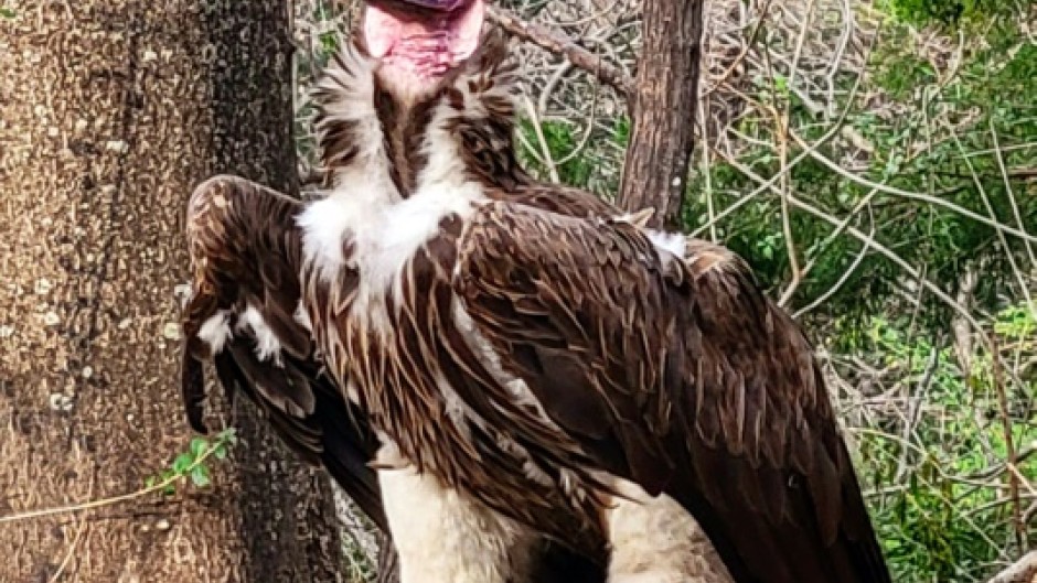 This handout photo from  the Dallas Zoo shows Pin, a 35-year-old endangered vulture that was found dead earlier this month