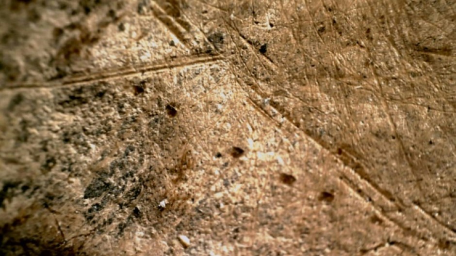 Cut marks on the foot bone of an elephant made by stone tools
