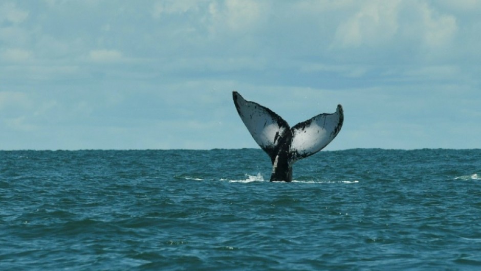 A humpback whale swims in the Pacific Ocean off the coast of Colombia in September 2022