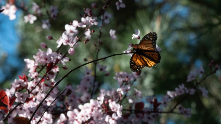 A monarch butterfly in the butterfly anctuary in Pacific Grove, California on January 26 