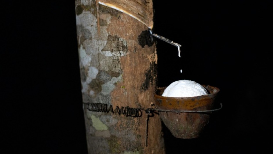 Natural latex drips from a rubber tree in the early hours of the morning at a plantation in Surat Thani province