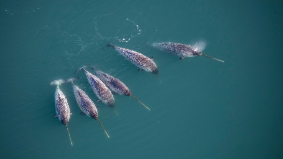 Narwhals' preference for cold water makes them sensitive to climate change