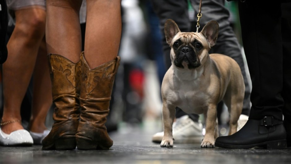 The French Bulldog gains stature now as most popular US dog breed 