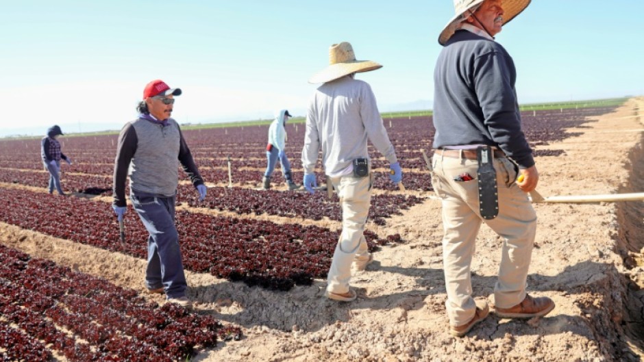Farmworkers tend to a lettuce field in California's Imperial Valley, where land has always been fertile but dry