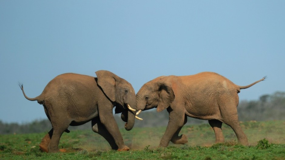 Some critics of the project are concerned noise from the turbines might disturb elephants living in the park