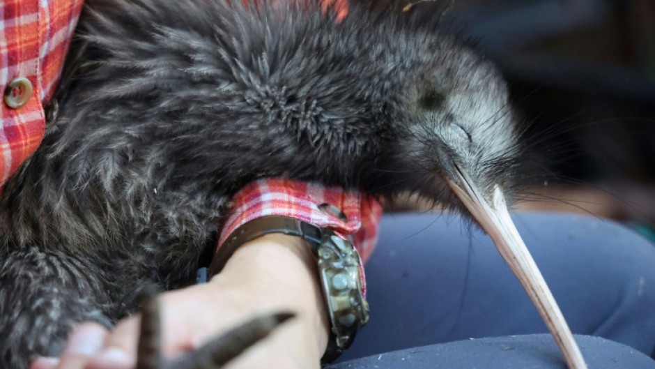 There are only about 70,000 wild kiwi left in New Zealand but numbers are rising thanks to dozens of community initiatives to protect them