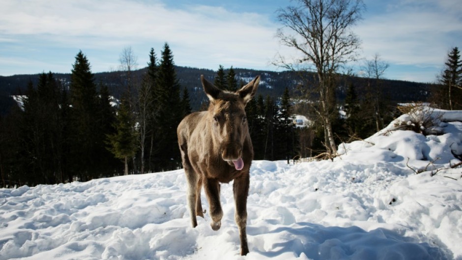A moose calf runs through the snow at a farm in Duved, Sweden in March